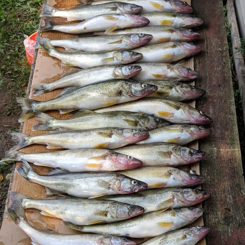 Big catch